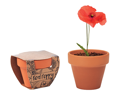 Poppy Terracotta Pots