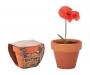 Poppy Terracotta Pots